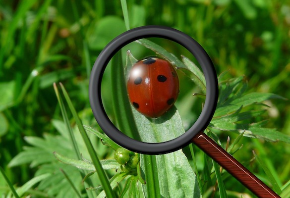 a ladybird on a blade of grass under a magnifying glass