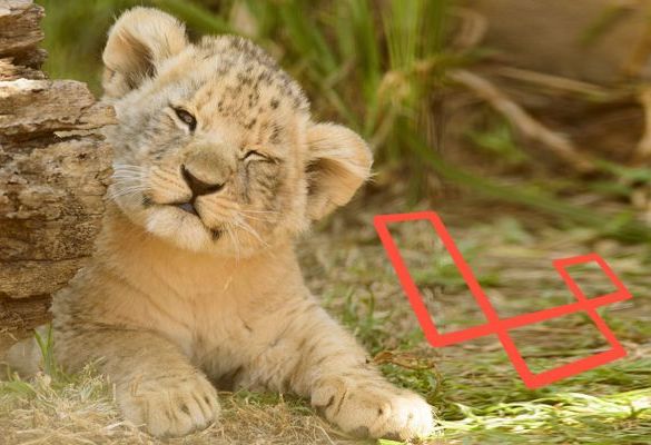 winking leopard cub with laravel logo