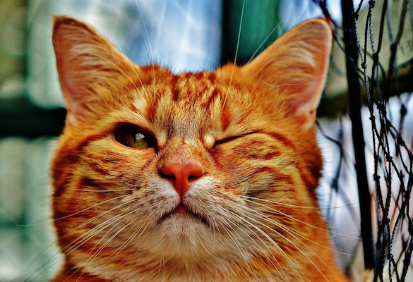 winking cat