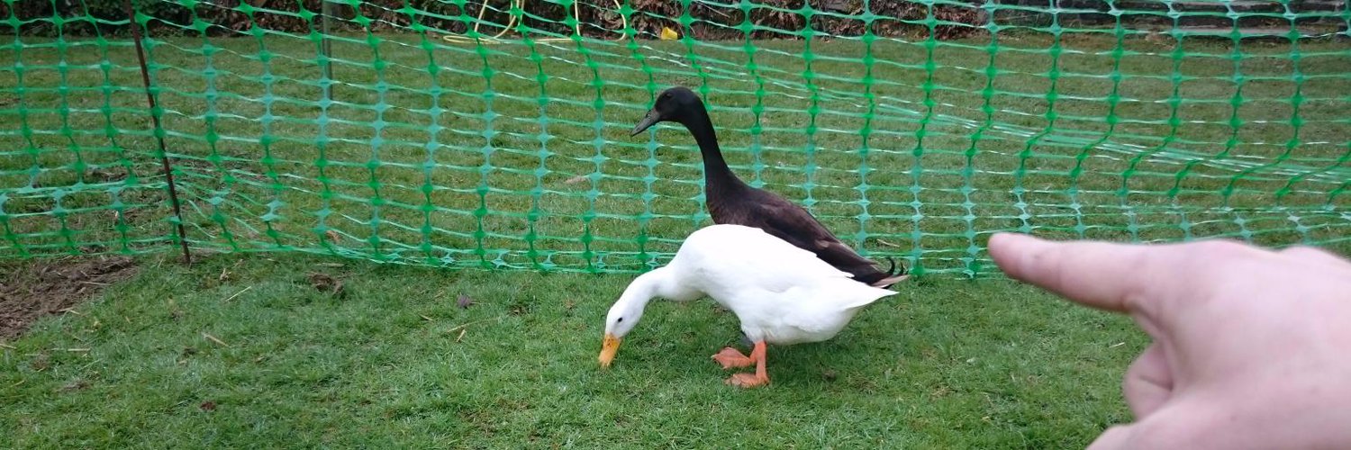 gwil profile banner. picture of two ducks.